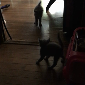 俺、親猫になる 112の画像