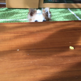 喋らないりん-_-bの画像