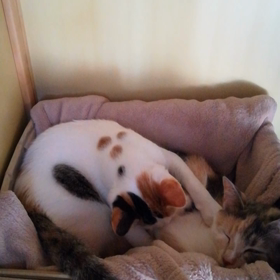 もみもみの画像