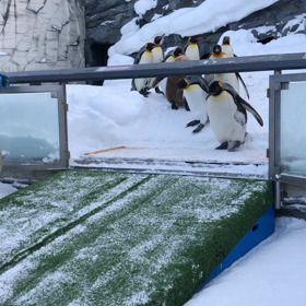 旭山動物園(動画の部)の画像