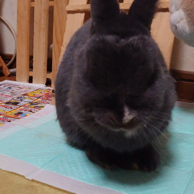 居眠りうさぎ(笑)の画像