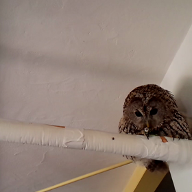 クモと遭遇　(動画です)の画像