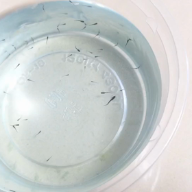 増え過ぎると置き場所が…の画像