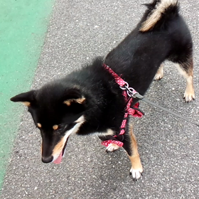 今朝のみやびちゃん！の画像