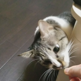 すごく気になるの画像