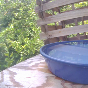 すぎぴたんの事件簿シーズン3　338話（変わった水浴び・ヤマガラ　その１）の画像