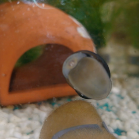 食べてますの画像