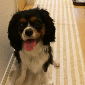 ■あ〜ちゃん動画（バージョンアップVer.）■の画像