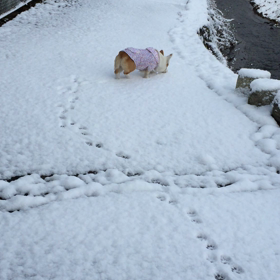 ぴょんぴょん銀次郎の画像