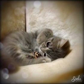 天使･･･(*´˘`*)♥の画像