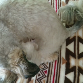 動くアロハにゃんこ￣(=∵=)￣の画像