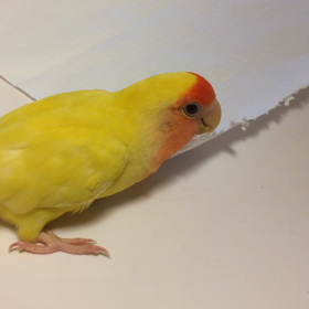 女の子決定⁉️の画像