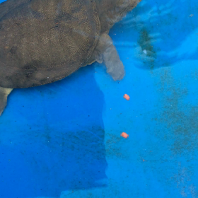 ご飯食べてます(o^^o)の画像