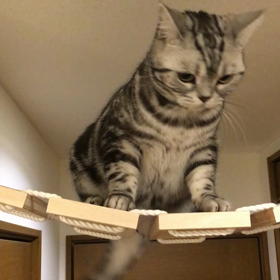 うちのマロンさんの訓練の画像