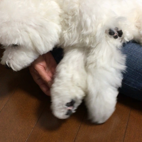 くるみ、ねながらはしる。の画像