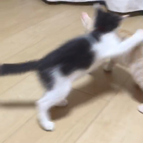 里親様募集中のチャチャ君と麦ちゃんの画像