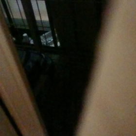 降りしきる雨、探す野良猫母さんの画像