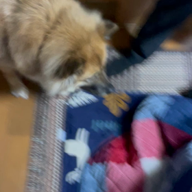 マロさん、おやつに弱いの画像