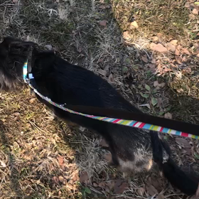 ♪お散歩動画♪代々木公園♪の画像