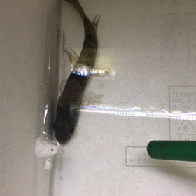 オリノコ河産リアルタライロン（アイマラ）入荷の画像