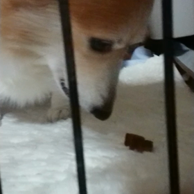 お裾分けもらって…の画像