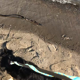 ♪お散歩動画♪お台場海浜公園♪の画像