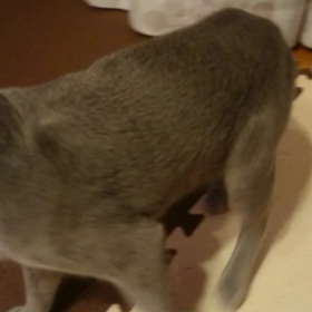 ルアの声の画像