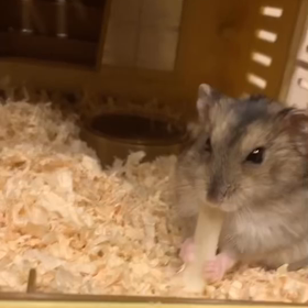 おやつタイムの画像