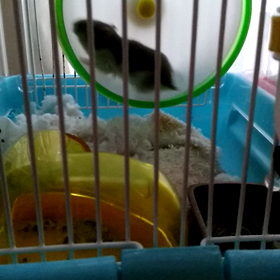 今日のハムちゃん動画の画像