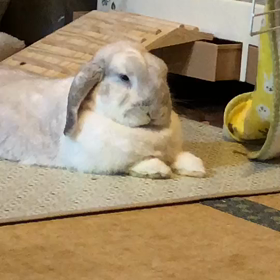 とろり〜んの画像