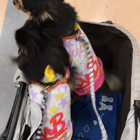 大好きな人に会いにの画像