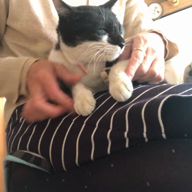 里親様募集中の姫ちゃんの画像