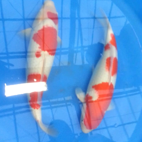 剛力2タイプの画像