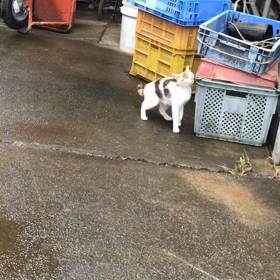 TNRリターンの画像