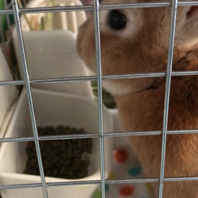 たくさんの元気玉ありがとうの画像