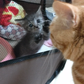 7/9☆てんとれおん☆の画像