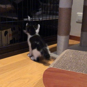 コロにゃん日記の画像