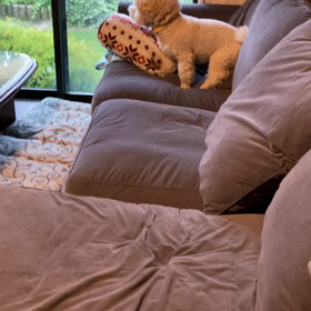 一心不乱に動き回る…の画像