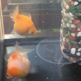 朝のグー・パー／金魚／動画の画像