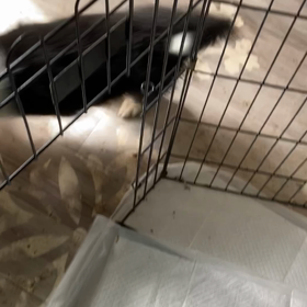 ボーダーコリー　子犬の画像