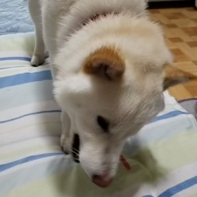 ときくん食欲が戻る(´；ω；｀)の画像