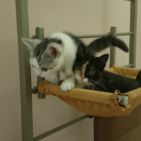 キャットタワーに登れたよ(^-^)/マンチカン スコティシュフォールドの画像