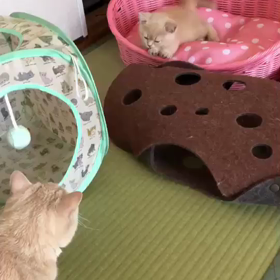 ぽてととみかんちゃんのコラボ動画の画像