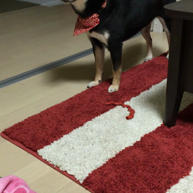 雪動画♪の画像