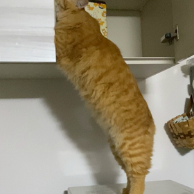 残念だったな(*uωu*)σ の画像