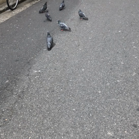 今朝の鳩友/動画の画像
