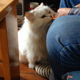 チュール&リーヤの画像