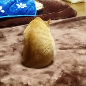 仕草が激かわ！～ふうちゃん⑭～の画像