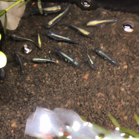 カブキは固定率が悪いって本当？の画像