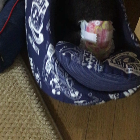 夢さん、トライアル決定！の画像